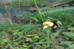 Aeschynomene indica